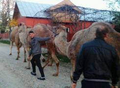 Apariţie neaşteptată pe izlazul unei comune din România: mai multe CĂMILE pasc laolaltă cu vacile sătenilor - FOTO