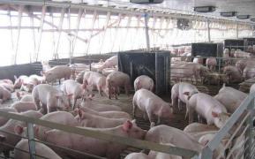 Administratorul fermei de porci a fiului lui Liviu Dragnea a fost reţinut! E suspect de evaziune fiscală, dar avocatul lui declară: "Nu sunt fapte deosebit de grave"