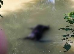 CRUZIME FĂRĂ MARGINI. Un cal a fost OMORÂT în BĂTAIE şi apoi aruncat în râu - FOTO