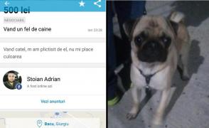 Anunțul de pe OLX care te va scoate din sărite: "Vând cățel. M-am plictisit de el, nu-mi mai place culoarea"