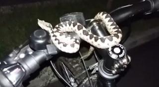 IMAGINI DE INFARCT! Directorul unei televiziuni din Vâlcea şi-a găsit bicicleta ocupată de o ... VIPERĂ CU CORN. Omului i-a stat STAT INIMA în loc!