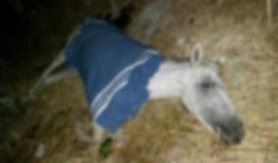 Răzbunare sângeroasă! Supărat pe un prieten care l-a dat afară de la o petrecere, un bărbat i-a înjunghiat... calul!