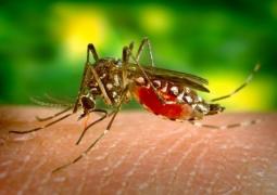 Virusul West Nile, transmis de ţânţari, a omorât doi oameni în România. Alte patru persoane sunt infestate