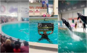 PROTEST INCREDIBIL la Delfinariul din Constanţa! Trei tineri s-au aruncat în bazin, în timpul spectacolului (VIDEO DRAMATIC)