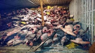 Captură incredibilă: MII DE RECHINI, descoperiţi pe o navă, în arhipelagul Galapagos! IMAGINI ŞOCANTE