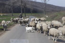 Cioban SPULBERAT cu tot cu turma de oi de pe şosea, de un tânăr de 20 de ani, care a fugit de la locul accidentului