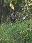 Intervenţie a jandarmilor din Gorj, pentru un urs. Animalul se prinsese într-o capcană pusă de vânători la marginea localităţii