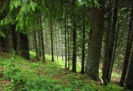 Romsilva, despre protestul Greenpeace din Prahova: "Pădurea nu îndeplineşte criteriile de încadrare în categoria pădurilor cvasivirgine"