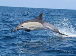 Delfinii din Marea Neagră, o specie pe cale de dispariţie! An de an, sute de delfini mor şi ajung pe plajele de pe litoralul românesc!