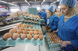 Der Spigel, DEZVĂLUIRE HALUCINANTĂ: România, la originea contaminării cu INSECTICID a miloane de OUĂ, în Germania!