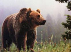 Trei oameni au fost atacaţi de un urs şi au ajuns la spital! Animalul a fost ÎMPUŞCAT de vânători!