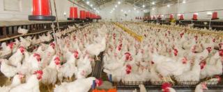 Milioane de găini ar putea fi sacrificate, după ce ouăle au fost contaminate cu insecticid