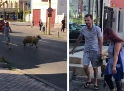 Haos de Kurban Bayram în Constanţa! Un berbec scăpat de sub control a fost FUGĂRIT pe un bulevard aglomerat din oraş - VIDEO