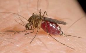 Stare de URGENŢĂ MEDICALĂ în România! Zeci de oameni au fost INFECTAŢI cu virusul West Nile!