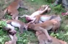 BIZAR! 12 maimuţe AU MURIT, toate în acelaşi timp, de atac de cord!