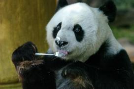 A murit cel mai bătrân urs panda în captivitate din lume. Ursoaica Basi avea 37 de ani şi era vedetă în China