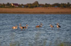 Apariţie surpriză pe un lac din Ialomiţa! Mai multe păsări Flamingo, pluteau la suprafaţa apei, lucru foarte rar întâlnit în România!