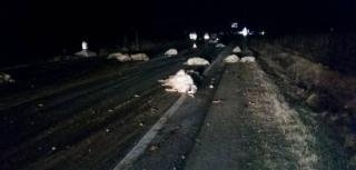 CARNAGIU pe şosea! Un şofer a spulberat o turmă de oi, OMORÂND pe loc 47 de animale! Imagini VIOLENTE