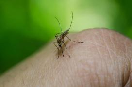 Alertă medicală în România. Un nou deces confirmat din cauza virusului West Nile