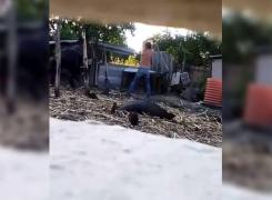 Un bărbat a fost filmat în timp ce SNOPEA ÎN BĂTAIE un CAL cu o COASĂ - VIDEO DRAMATIC