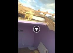 IMAGINI ŞOCANTE postate de un timişorean, pe Facebook. FURTUNA VIOLENTĂ i-a smuls cu totul acoperişul apartamentului! "Stau sub cerul liber, doar eu şi cu porumbeii" (VIDEO)