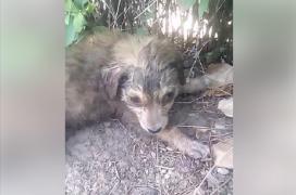 Imagini cutremurătoare! Un câine a fost aruncat VIU la tomberon, la Buftea. Animalul a fost închis într-un sac de plastic, pentru a nu putea ieși (FOTO, VIDEO)