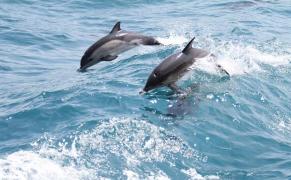 VIDEO SPECTACULOS! Trei DELFINI jucăuşi însoţesc barca unui grup de migranţi către ţărmul românesc