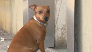 O cățelușă a așteptat ORE ÎN ŞIR în fața Unității de Primiri Urgenţe a Spitalului "Sf. Spiridon", din Iași. Gestul INCREDIBIL făcut de medici (VIDEO)