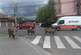 Imagini HALUCINANTE în Alba. Oraşul, invadat din nou de PORCI. Animalele umblă libere pe stradă sau provoacă haos printre şoferi (VIDEO)
