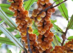 Cătina, beneficii și remedii! Iată ce MINUNI poate face 'ginsengul românesc'