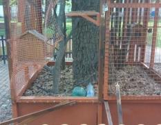 Cușca veverițelor din parcul bistrițean, devastată în toiul nopții. Cineva a eliberat și ultimul animal rămas captiv (VIDEO)