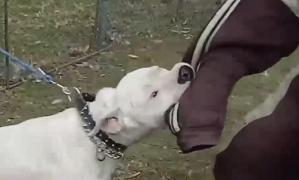 Băieţel din Bacău, ATACAT de doi câini de luptă! Fiarele s-au năpustit asupra copilului şi l-au SFÂŞIAT