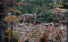Rămăşiţe omeneşti devorate de animale, descoperite într-o pădure. Polițiștii cred că este vorba de o britanică și nu exclud o crimă