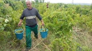 Nu se mai găsesc muncitori cu ziua! Viile riscă să rămână neculese, din cauza lipsei forţei de muncă interesate