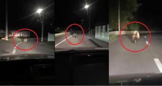 Imagini ÎNSPĂIMÂNTĂTOARE la Sibiu. Ursuleţ, fugărit cu maşina, pe şosea: "Fugi, fraiere!" (VIDEO)