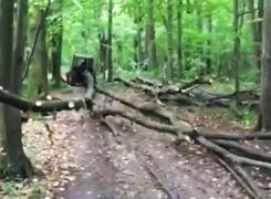 Defrişare masivă în pădurea Băneasa: 'În curând nu o să mai alergăm în pădure, ci la Băneasa Asfalt' - VIDEO