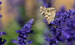 A fost anunţată oficial culoarea anului 2018. E provocatoare şi invită la reflecţie