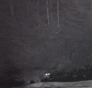 Haită de lupi filmată într-o pădure din Parcul Naţional Piatra Craiului. Imaginile au ajuns virale | VIDEO