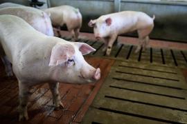 Focar de pestă porcină africană, într-o gospodărie din Satu Mare!