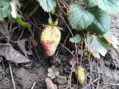 Şoc pentru o gălăţeancă, atunci când s-a dus în grădină. I s-au copt căpşunile, în ianuarie