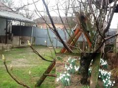 Unic la Arad, în ianuarie: au înflorit ghioceii, iar magnoliile şi liliecii au înmugurit