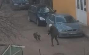 Proprietara câinilor care au muşcat trei oameni pe stradă la Iaşi avea deja dosar penal. Animalele femeii de 60 de ani au atacat şi săptămâna trecută