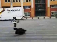 Scene terifiante pe aeroportul din Amsterdam: oameni luaţi pe sus, zboruri anulate (Video)