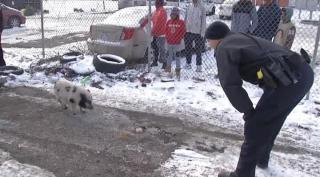 Misiune imposibilă pentru 4 polițiști americani: au urmărit un porc scăpat pe străzi