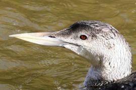 Cufundarul cu cioc alb, pasăre specifică zonei arctice, descoperită pentru prima dată în România