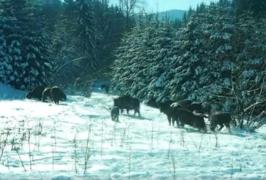 Imagini spectaculoase cu o turmă de zimbri în libertate, în munţii Neamţului (video)