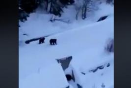 Urşii se plimbă pe pârtiile din Predeal. Avertisment de la salvamontişti (video)