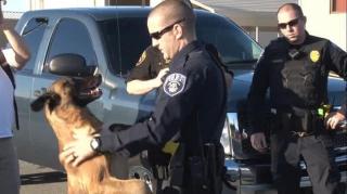 Video emoţionant: un grup de poliţişti îşi ia rămas bun de la un câine-ofiţer, bolnav în fază terminală