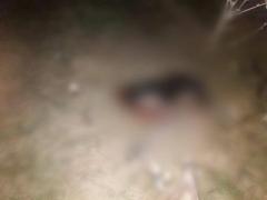 Scene de groază pe Autostrada Bucureşti-Piteşti! Zeci de câini au fost omorâţi, iar trupurile neînsufleţite, pline de sânge, abandonate în câmp