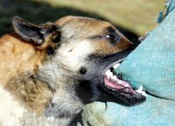 Bătrân sfâşiat de o haită de câini, în curtea unui azil din Vâlcea! Bărbatul de 80 de ani a ajuns la spital fără o mână şi cu răni cumplite